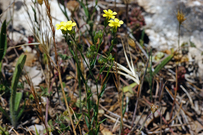 Linum trigynum